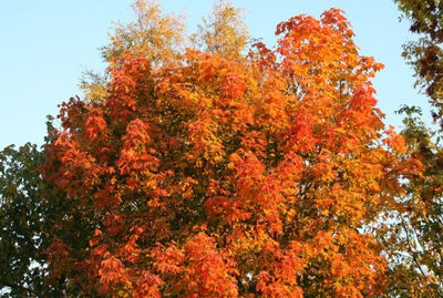 Mistä ruska johtuu?, kukkasipuleita lavakaulukseen - näin onnistut, lehdistä talvikoti pörriäisille ym. 11.10.2024