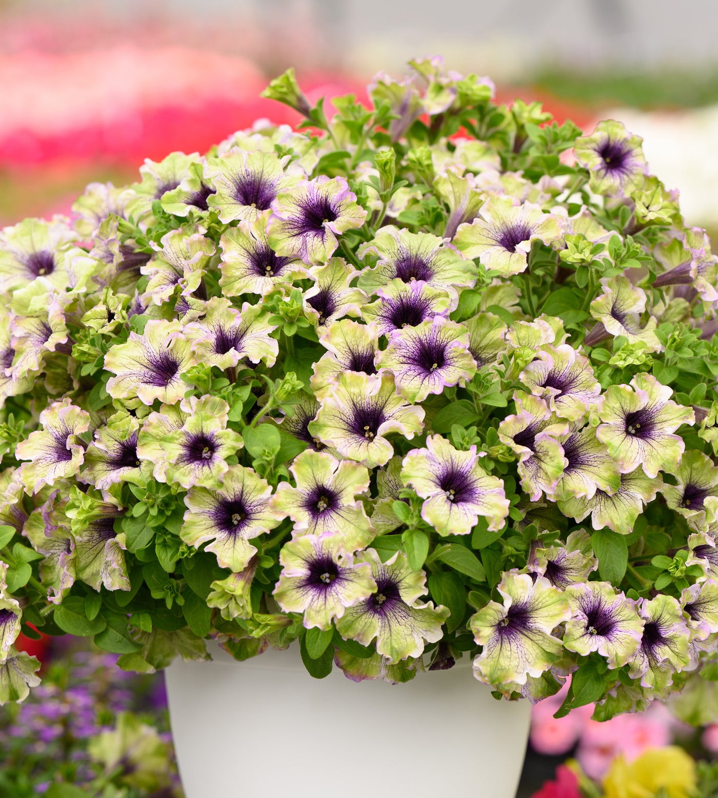 4 kpl Petunia ’Amazonas Plum Cockatoo'