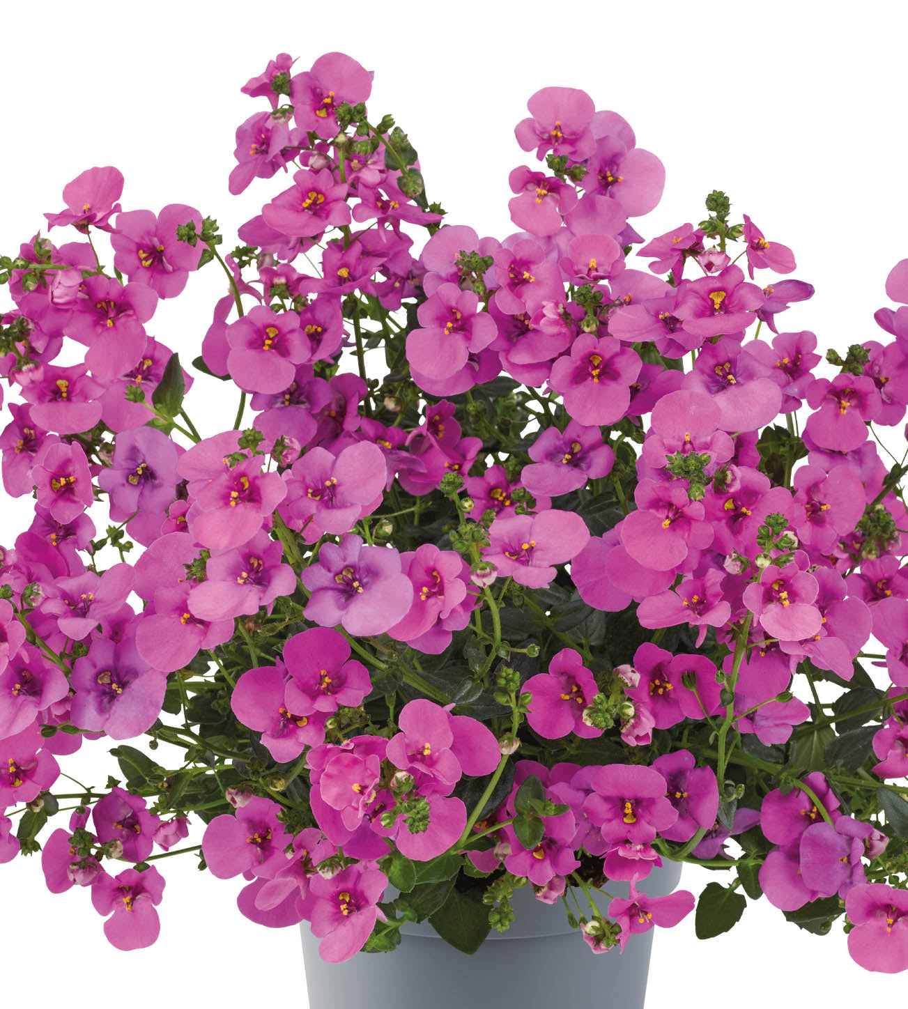 5 kpl Amppelidiana 'Juliet Pink' – Puutarha.com