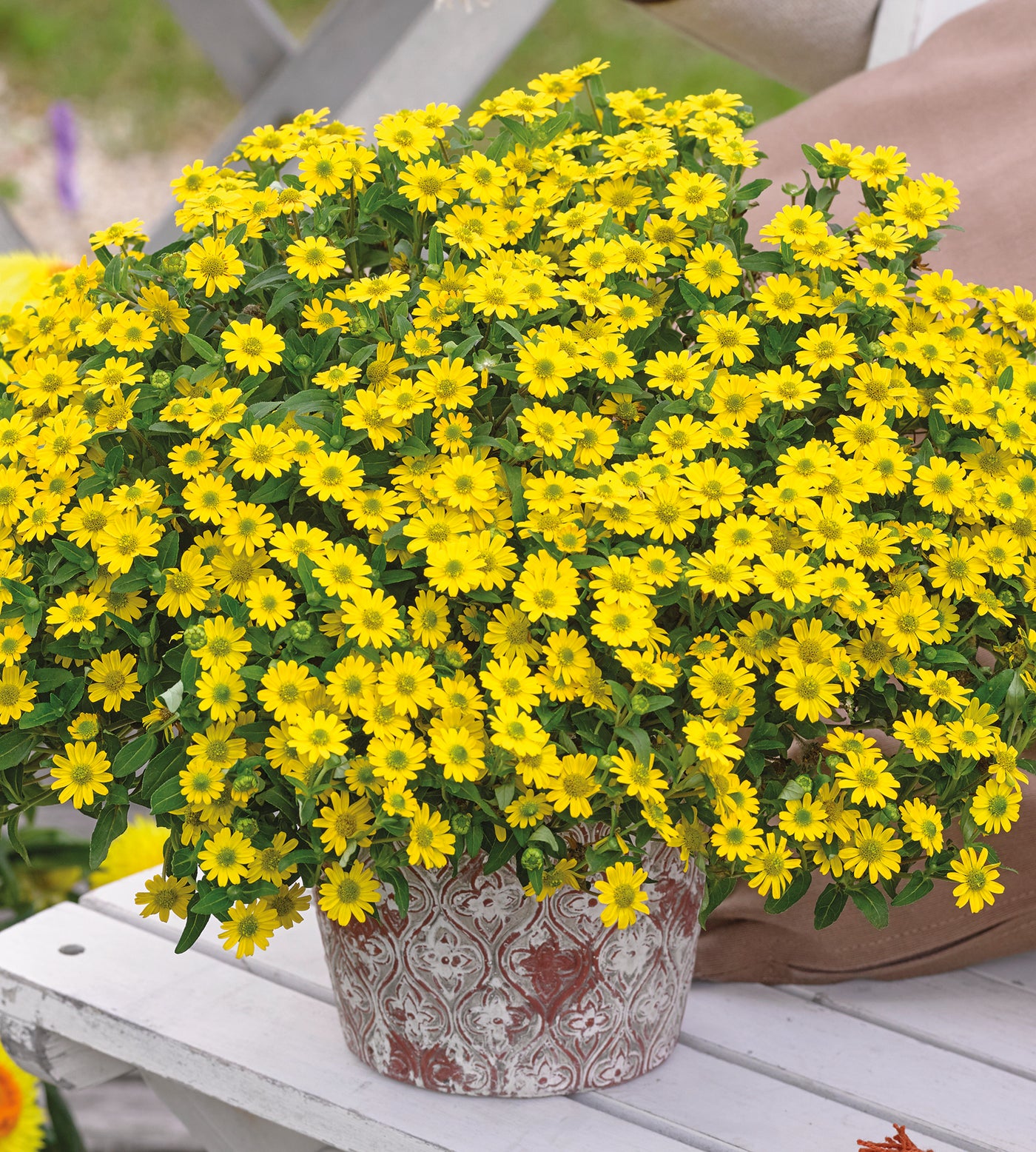 5 kpl Huovinkukka ’Bright Yellow’