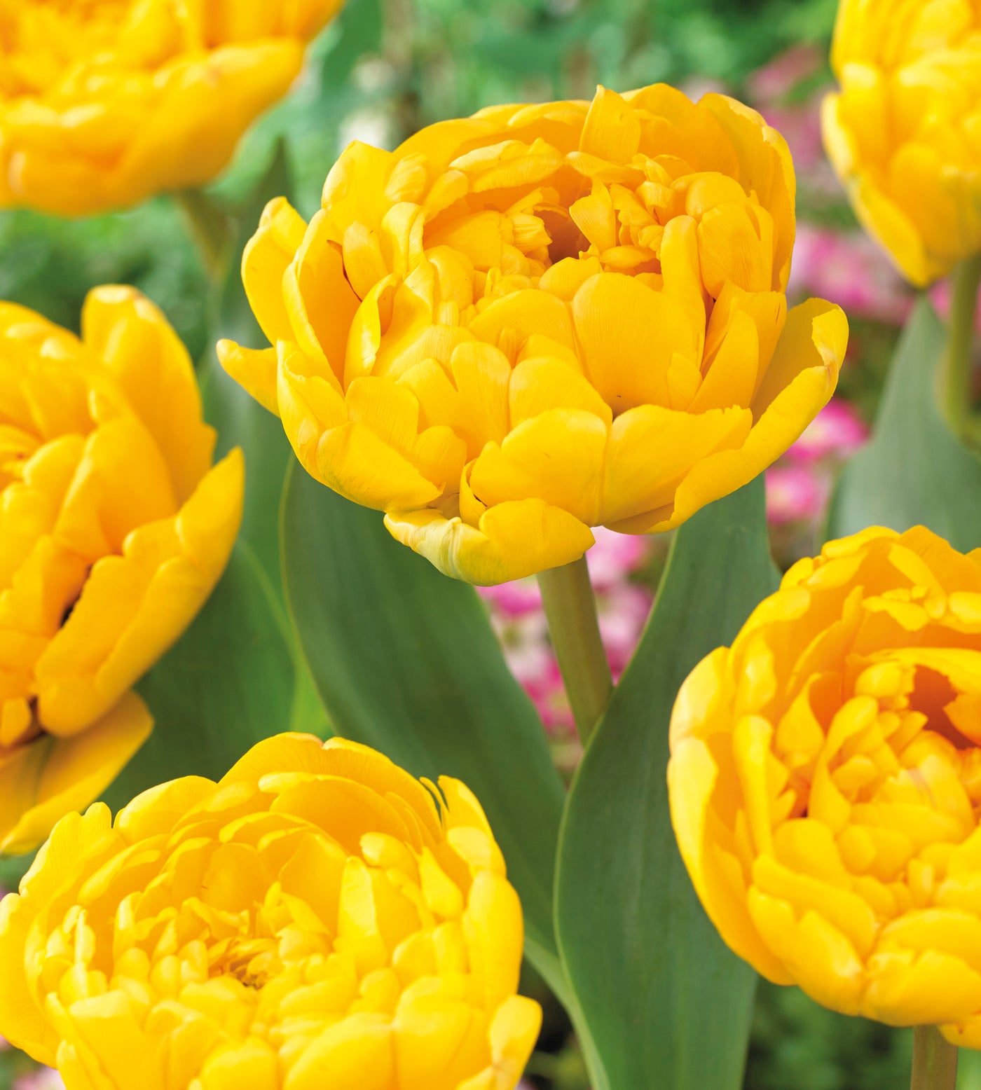 5 kpl Tulppaani ’Yellow Pomponette’