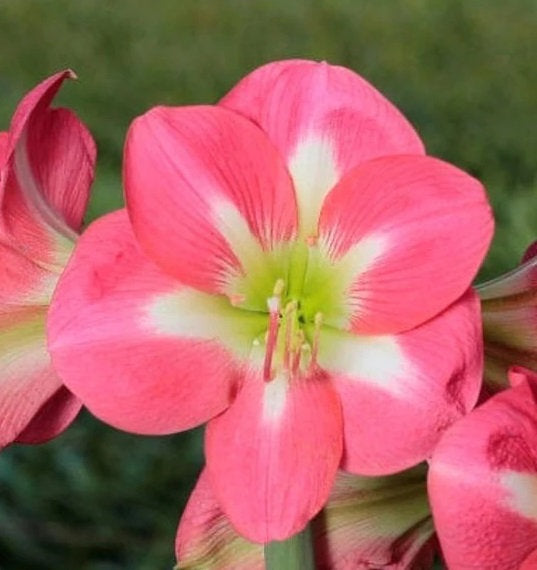 1 kpl Amaryllis Cape Horn