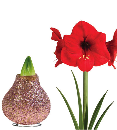 1 kpl Vaha-amaryllis Magic Rose Gold