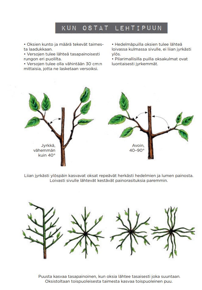 Lehti- ja Havupuut, käytännön istutusopas