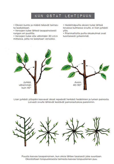 Lehti- ja Havupuut, käytännön istutusopas